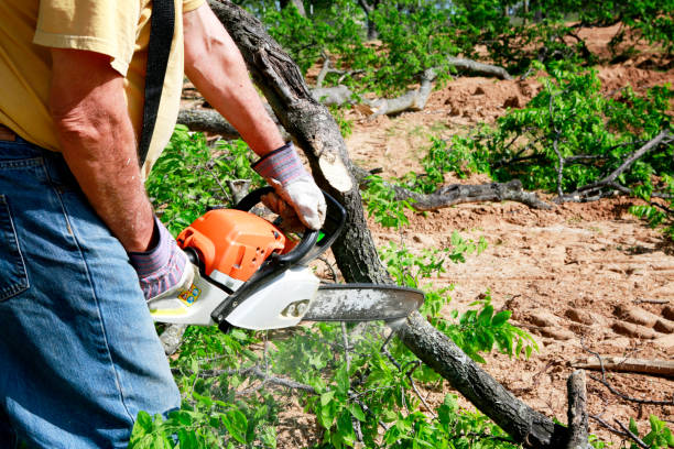 Tree Service Company in Churchill, PA